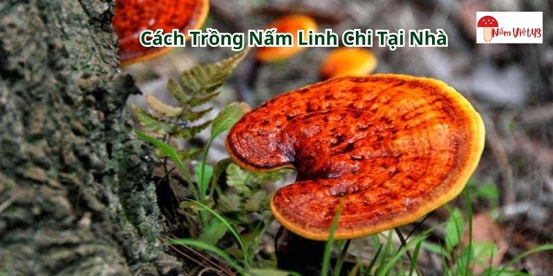 Cách trồng nấm linh chi tại nhà