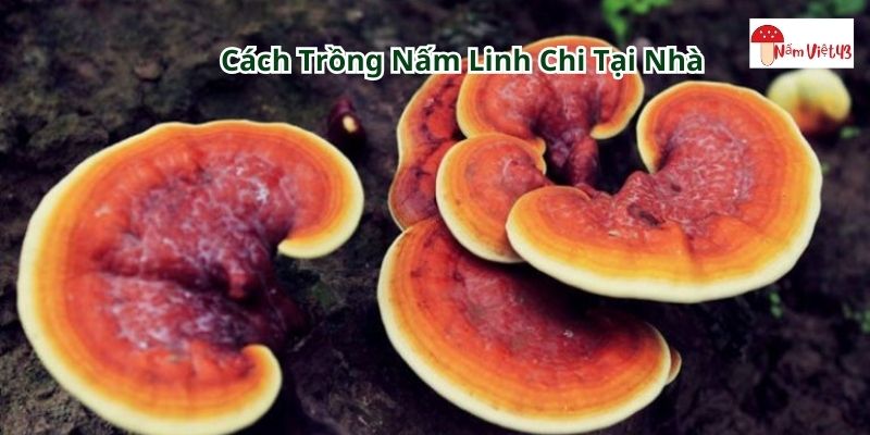 Cách trồng nấm linh chi tại nhà