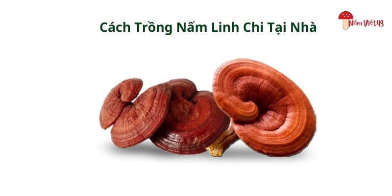 Cách trồng nấm linh chi tại nhà