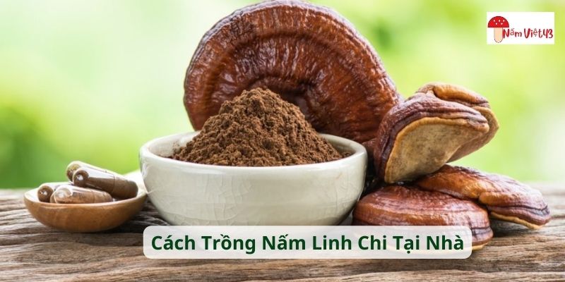 cách trồng nấm linh chi tại nhà