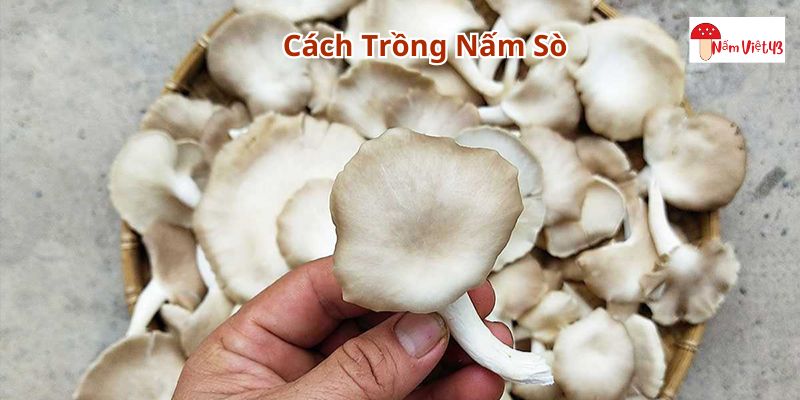 Cách trồng nấm sò