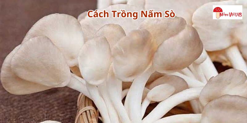 Cách trồng nấm sò