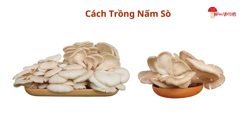 Cách trồng nấm sò