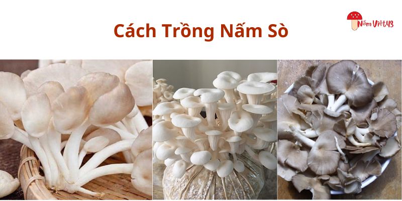 Cách trồng nấm sò