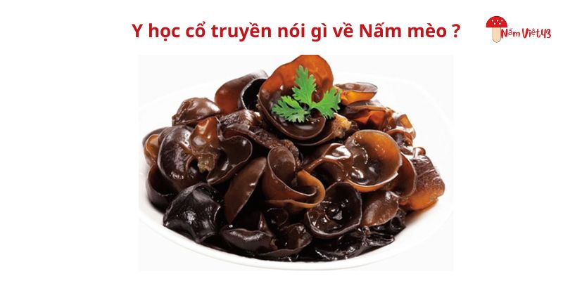 Y học cổ truyền nói gì về Nấm mèo ?