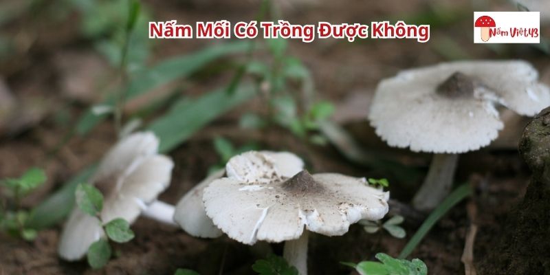 Nấm mối có trồng được không