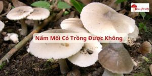 nấm mối có trồng được không