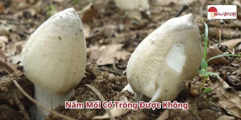 Nấm mối có trồng được không