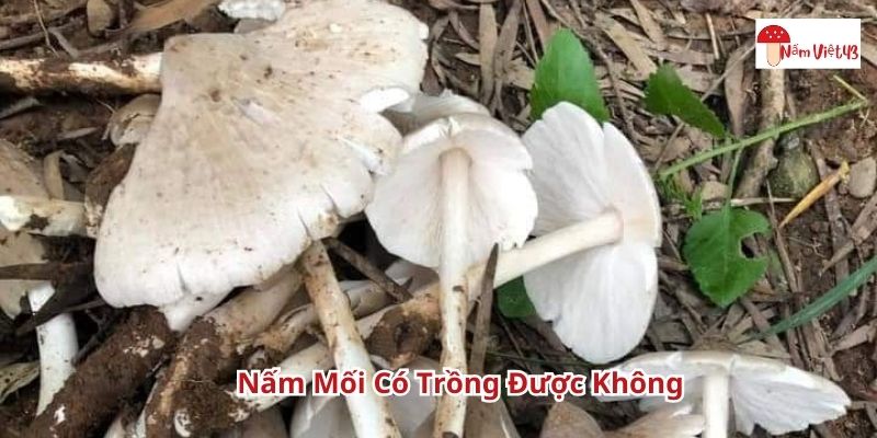 Nấm mối có trồng được không