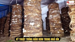 Kỹ Thuật Trồng Nấm Rơm Trong Nhà Kín