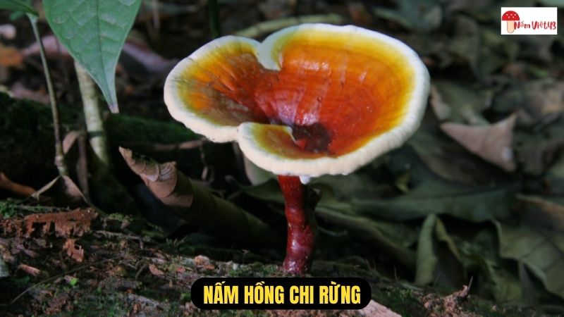 Nấm Hồng Chi Rừng