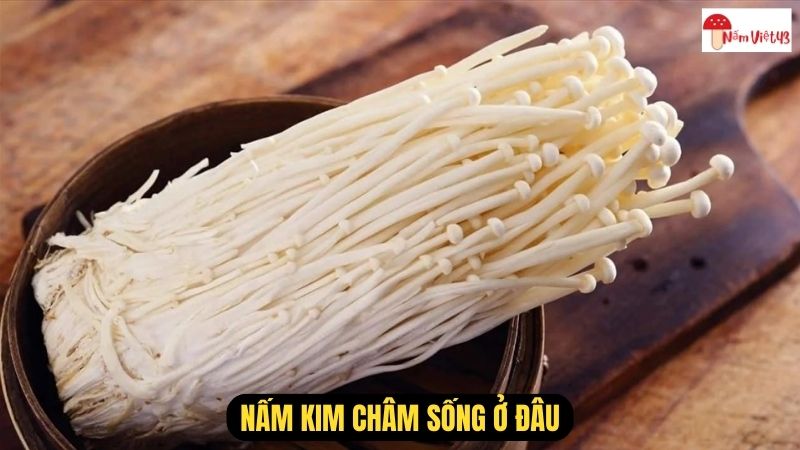 Nấm Kim Châm Sống Ở Đâu