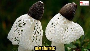 Nấm Tâm Trúc