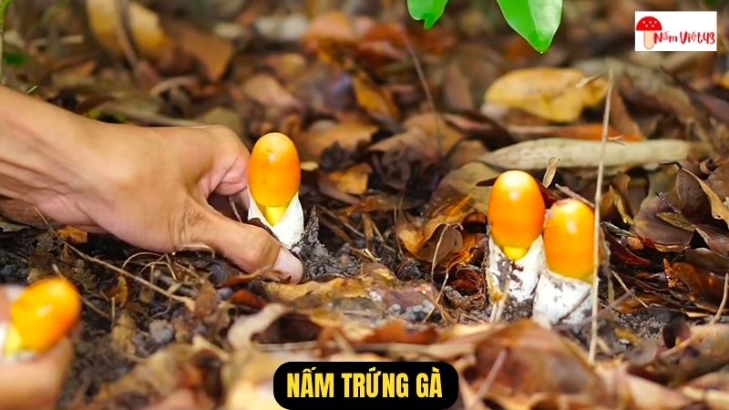 Nấm Trứng Gà