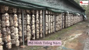 Mô hình trồng nấm