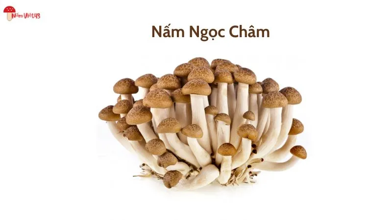 nấm ngọc châm