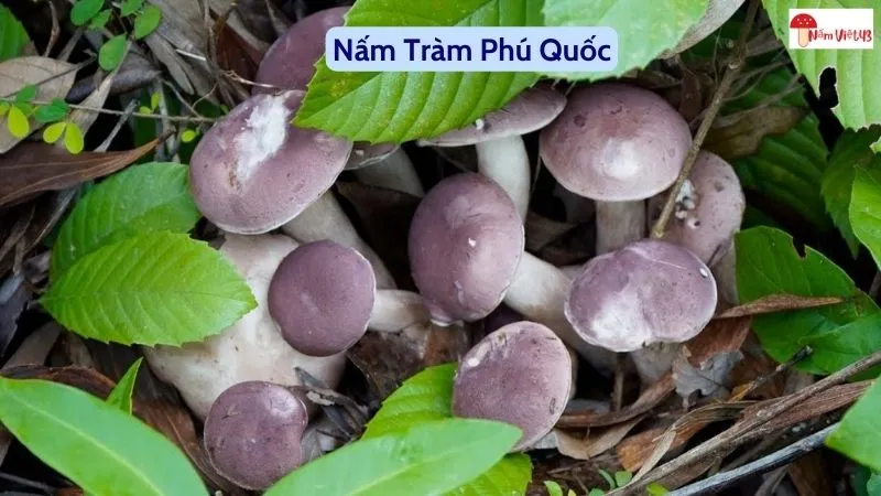 Nấm tràm phú quốc