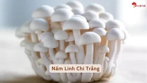 Nấm linh chi trắng