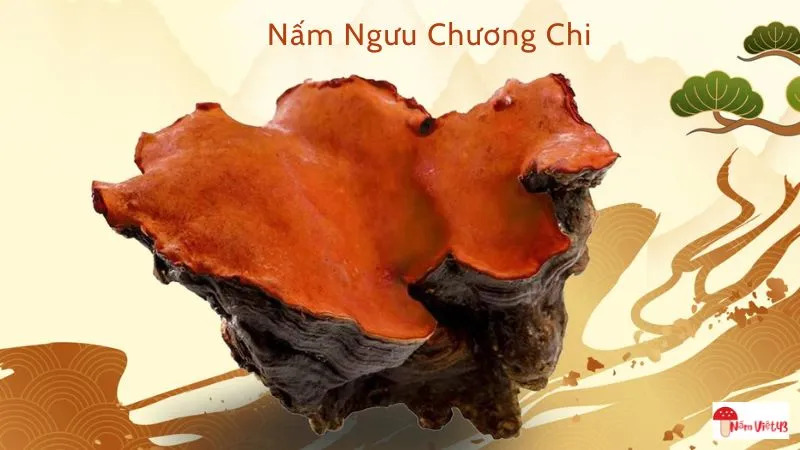 Nấm ngưu chương chi