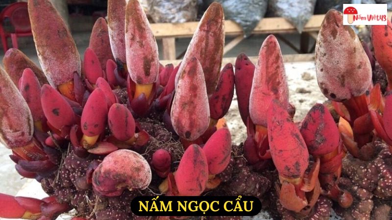 Nấm Ngọc Cẩu