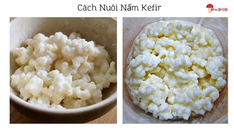 Cách Nuôi Nấm Kefir