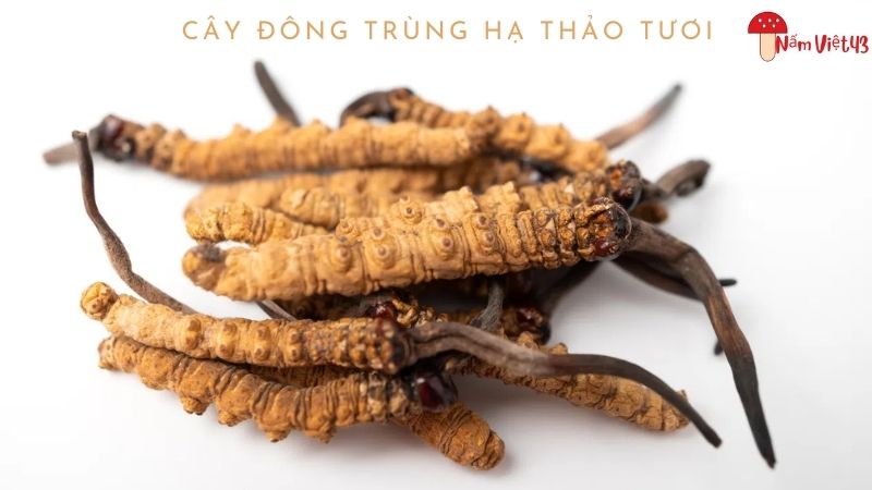 Cây Đông Trùng Hạ Thảo Tươi