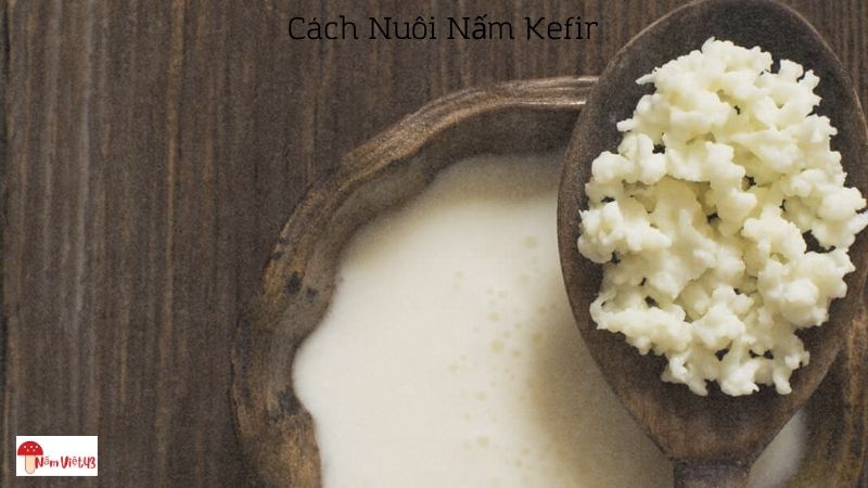 Cách Nuôi Nấm Kefir