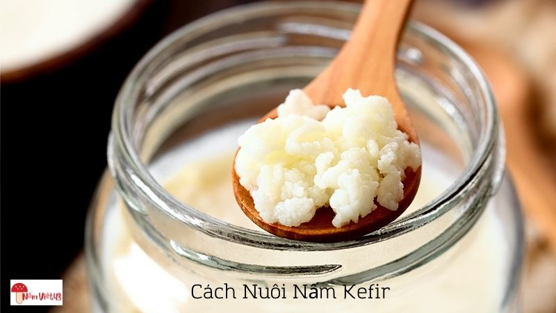 Cách Nuôi Nấm Kefir