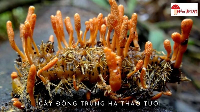 Cây Đông Trùng Hạ Thảo Tươi