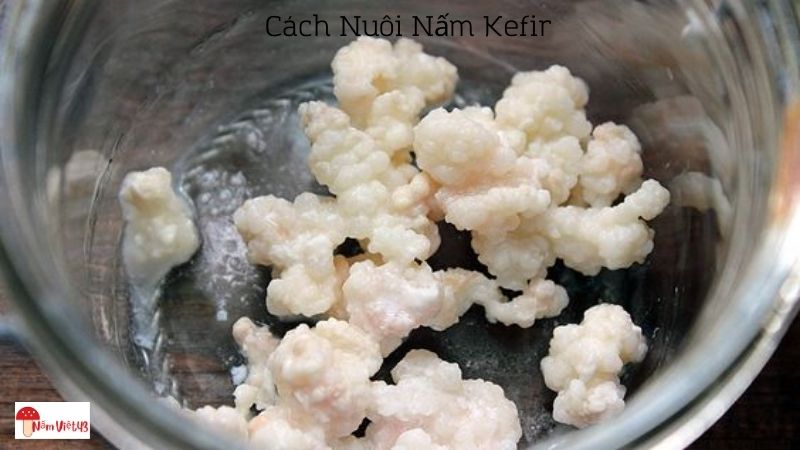 Cách Nuôi Nấm Kefir