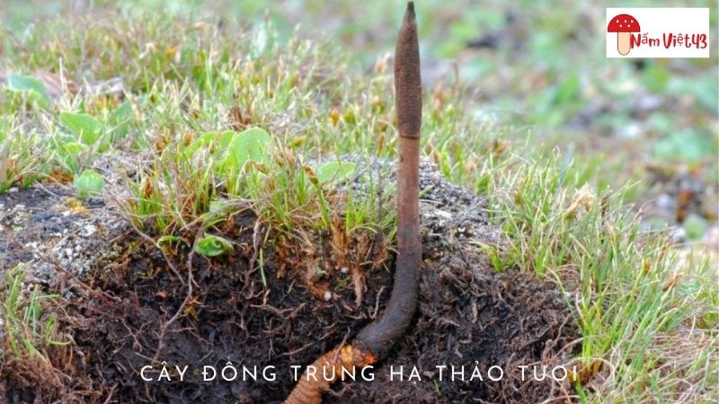 Cây Đông Trùng Hạ Thảo Tươi