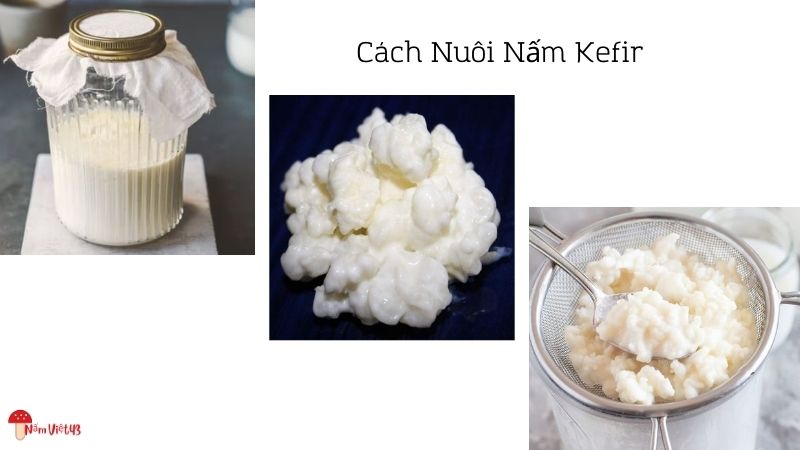 Cách Nuôi Nấm Kefir