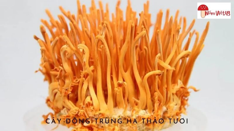 Cây Đông Trùng Hạ Thảo Tươi