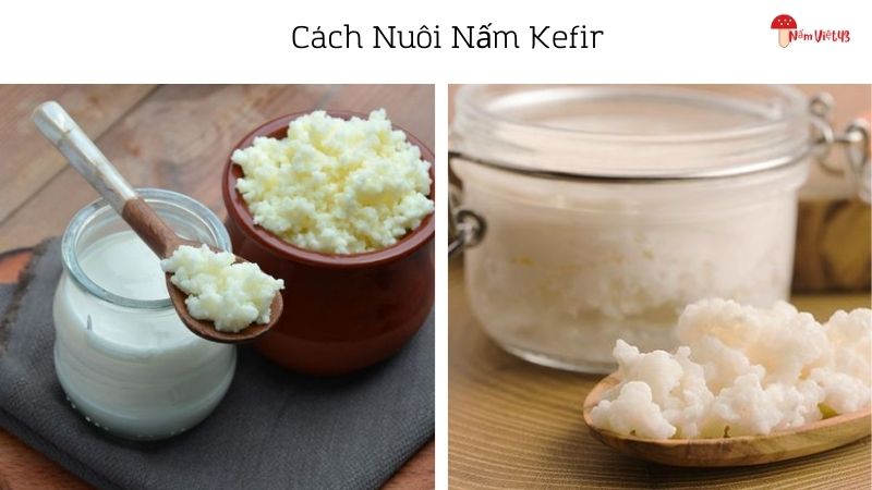 Cách Nuôi Nấm Kefir