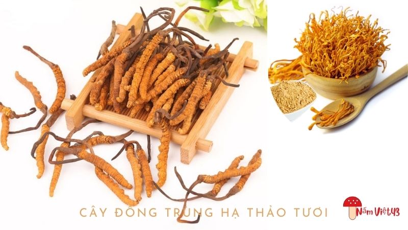 Cây Đông Trùng Hạ Thảo Tươi